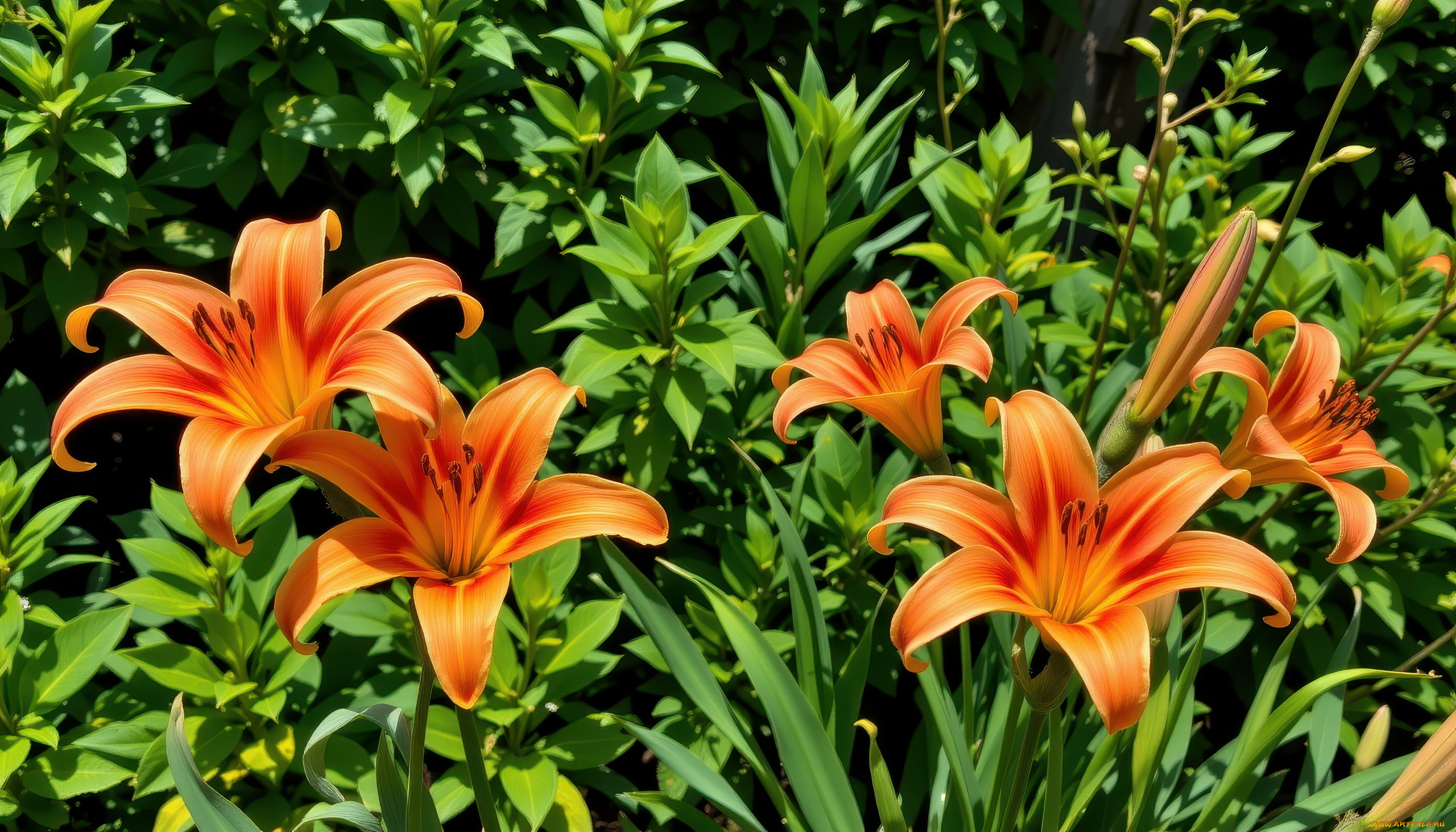3 ,  , flowers, , 